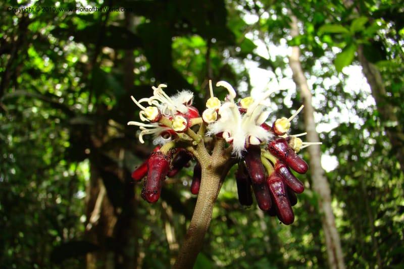 Angostura, RVasquez35042--Peru. Loreto. Dto. Iquitos. Res. Allpahuayo-Mishana. 19 Nov 08. 289.jpg
