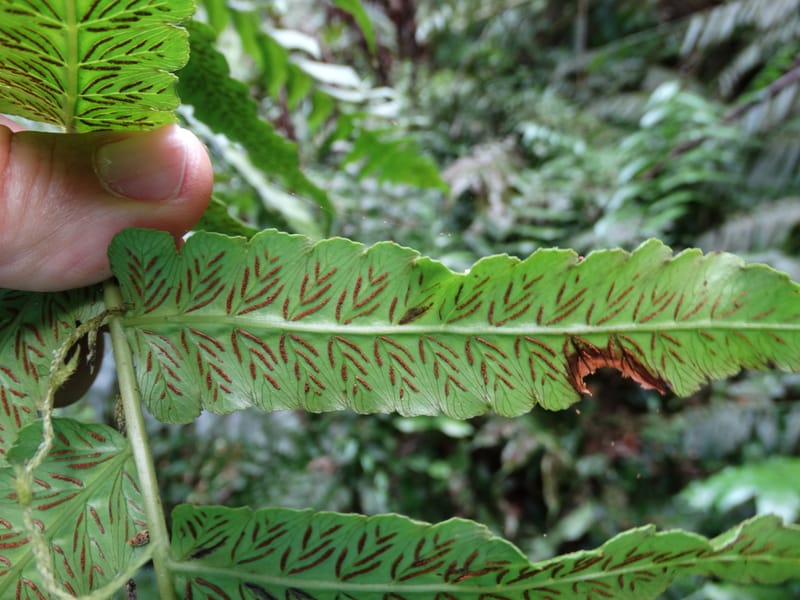 Diplaziopsis javanica, Munzinger, J 7402--New Caledonia. Haute Robinson. 11 Nov. 2015. DSC00909 (311).JPG