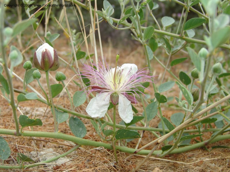 Capparis sicula ssp sicula--Crete. Btwn Almerida and Kalives. 26 May 05. 012.jpg