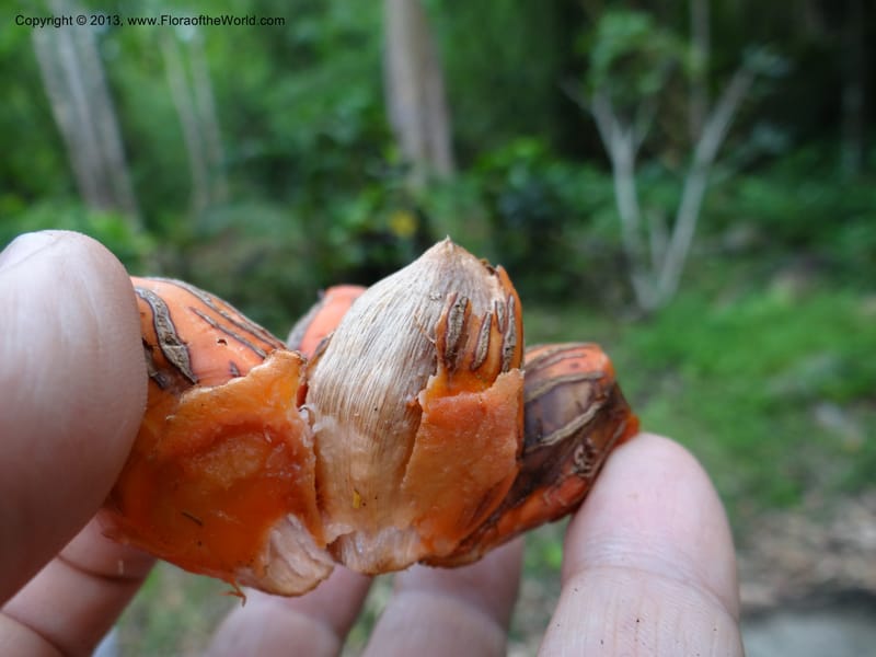 Pandanus calcis, Callmander 1048--Thailand. Prachuap Khiri Khan Prov. Ma Rong Cave. 13 Nov 2012. DSC08906 (100).JPG