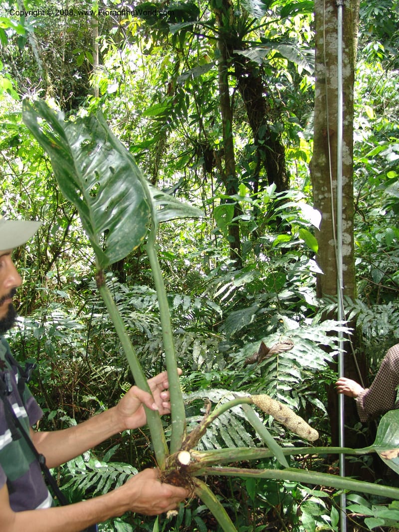 Monstera, RVasquez32988--Peru. Pillcopata. Qbda Pini Pini. 29 Oct 07. 511.jpg