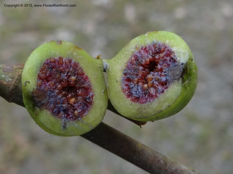Ficus, S.98873--Malaysia, Sarawak. Kubah Nat. Park. 28 Mar 2012. DSC05973 (82).JPG