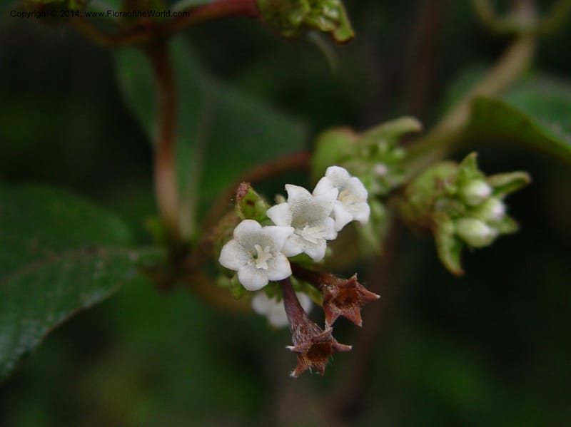Psychotria--Cameroon. Mt. Cameroon. 6 Dec 03. 114a (1).jpg