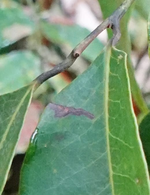 Staudtia gabonensis, C. Davidson 13939--Gabon. Maurel & Prom Oil Rd. 2 Nov. 2018. DSC01376 (270).JPG