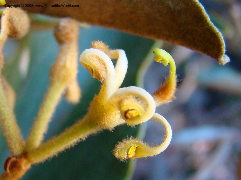 Stenocarpus tremuloides, JMunzinger4663--N.Caled. Dumbea Dam, Dumbea Riv. 11 Nov 07. 178.jpg