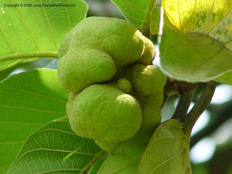 Artocarpus falcata, fem.--Cameroon. Limbe Botanic Garden. 4 Dec 03. 192.jpg
