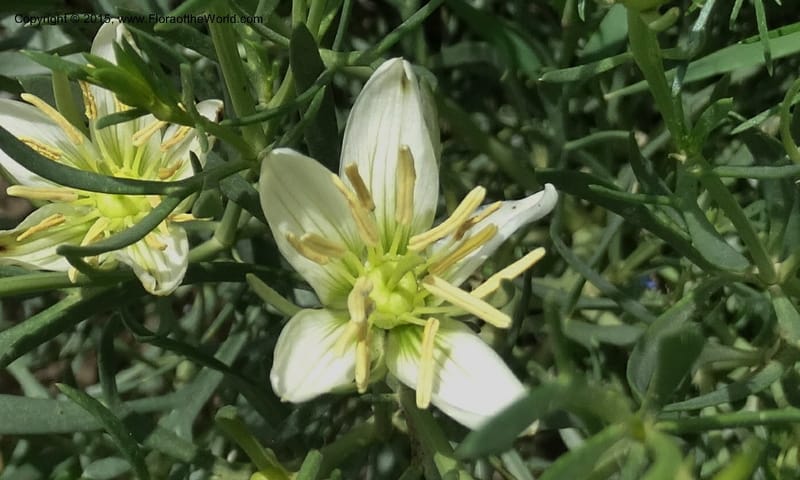 Peganum harmala, Davidson, C 12426--Georgia (Caucasus). Rustavi Village. 5 Jun 2014. DSC07073 (6).JPG