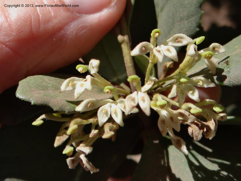 Lomatia dentata, W. D. Stevens 34157--Chile, PN Siete Tazas. 21 Feb 2013  99284 (11).JPG