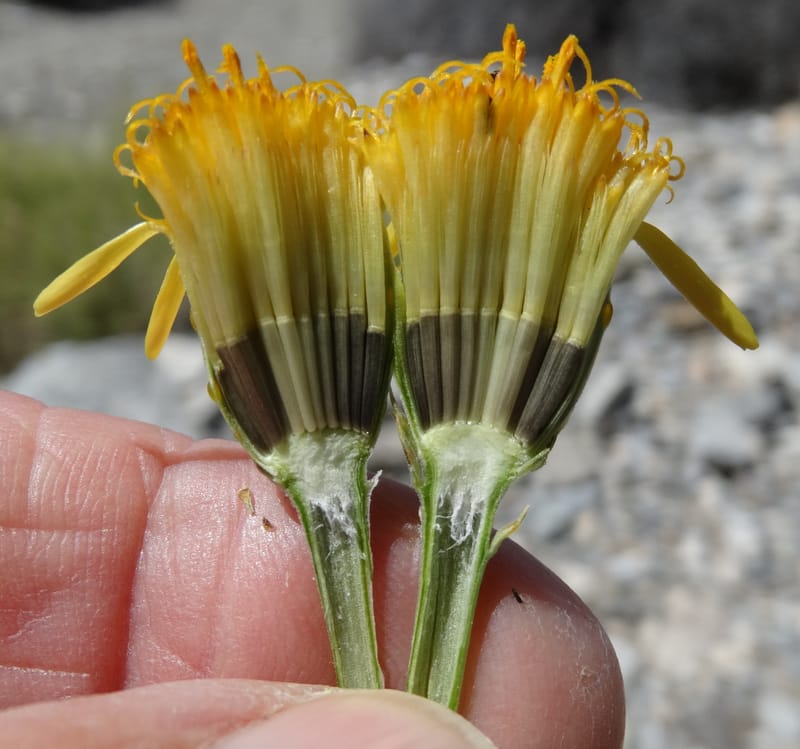 Adenophyllum cooperi, Davidson, C 13174--California, Mojave Nat'l Pres., 23 Apr 2016  8421 (10).JPG