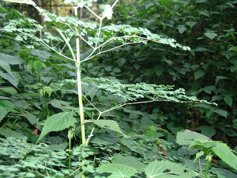 Thalictrum rhynchocarpum--Kenya. Brooks Bond Tea Estate, Kericho. 8 Jul 04. 120.jpg
