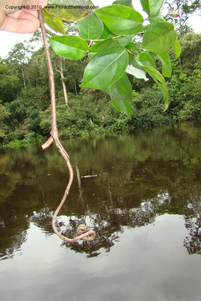 Rourea, RVasquez34844--Peru. Loreto. Dist. Nauta. Qbda Nawapa, Rio Tigre. 11 Nov 08. 302.jpg