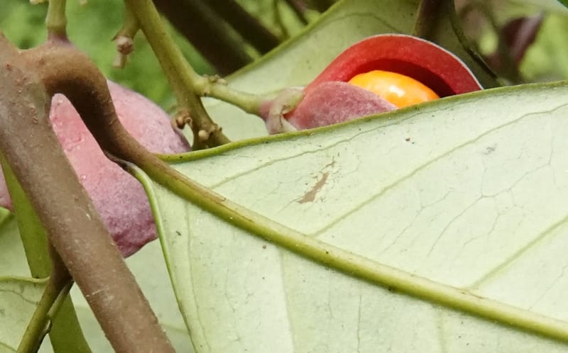 Aporrhiza, C. Davidson 13912--Gabon. M de C. Road past the cabins. 29 Oct 2018DSC09794 (106).JPG
