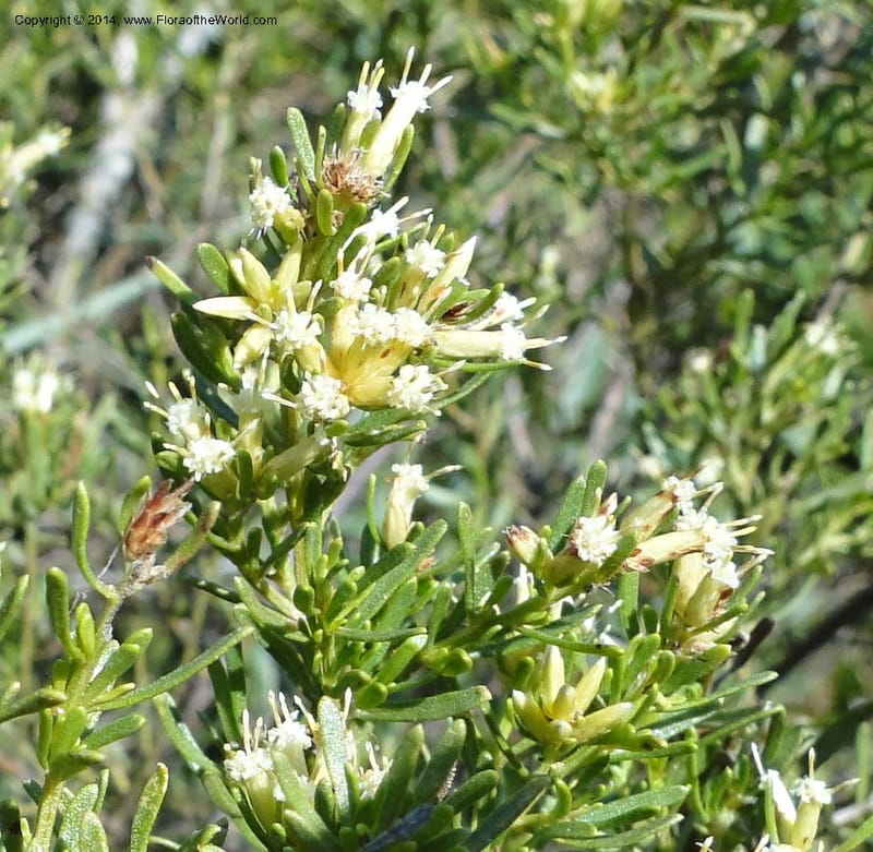 Baccharis pseudotenuifolia, Stevens, W.D. 31064, Cerro Cora, 15 Mar 2011 1370 (11).JPG