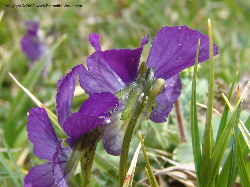 Viola oreades--Georgia. Vic. of Tskhrats'karo Pass. 7 Jun 05. 181.jpg