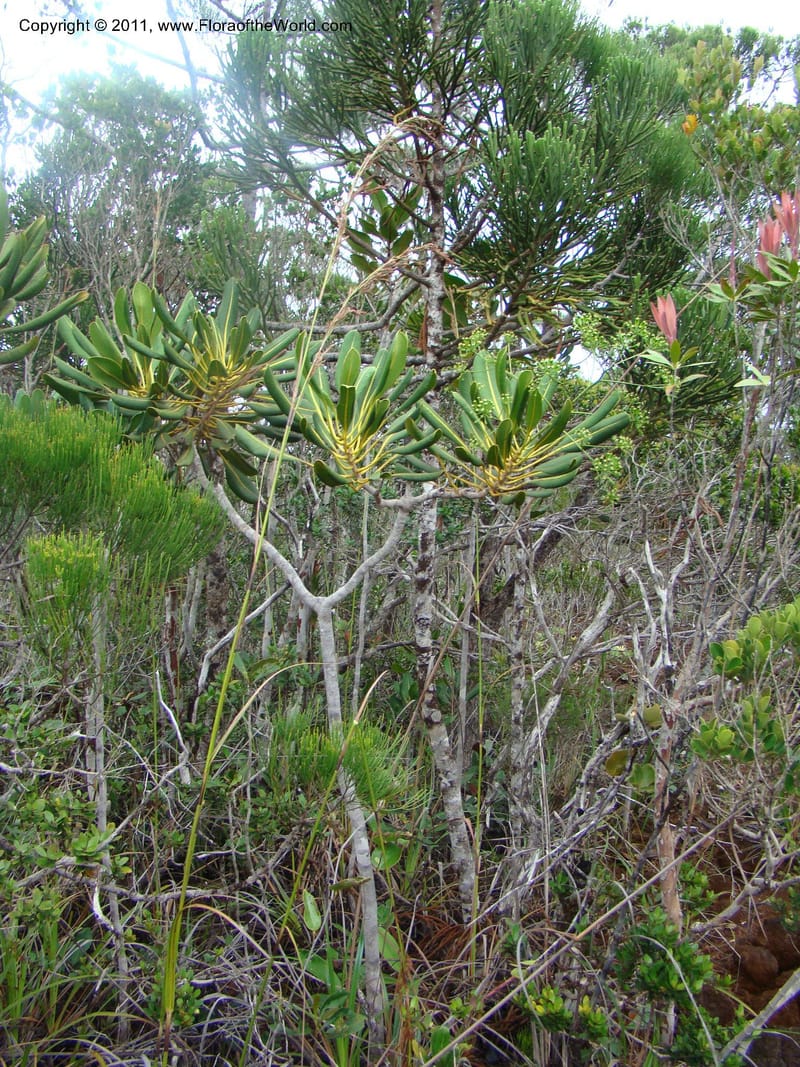 Myodocarpus crassifolius, not coll.--New Caledonia. Pl des Lacs. Ca. Grand Lac. 21 Jan 2010. 293 (256).jpg