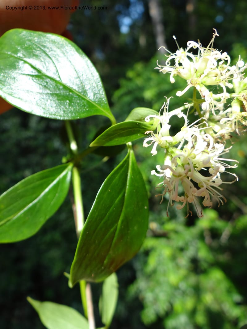 Hedyotis, VC 5667--Thailand. Trang. Peninsula Bot. Gard. Thungkhai. 17 Nov 2012. DSC00231 (11).JPG