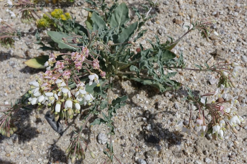 Camissonia boothii subsp. condensata, Davidson, C 13157--California. Inyo Co. Hwy 190 W of Panamint Spgd. Stop 1. 21 Apr 2016. DSC02055 (38).JPG