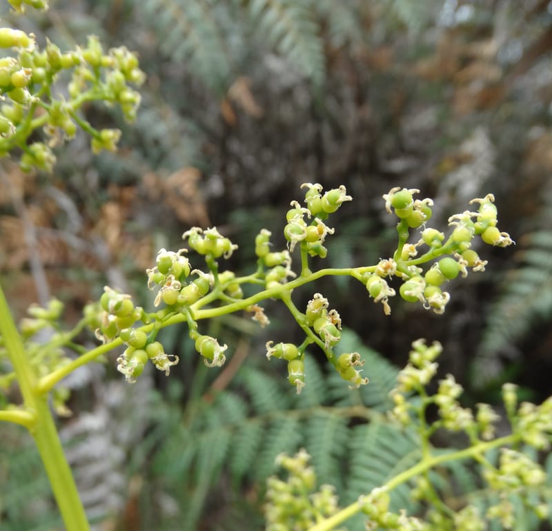 Flagellaria, Callmander, M 1254--New Caledonia. Tiebaghi. 17 Nov 2015. DSC03437 (18).JPG