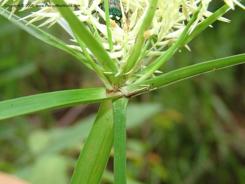 Cyperus, RGereau6858--Tanz.  Ca 10 km N of Mahenge. 18 Feb 06. 032.jpg