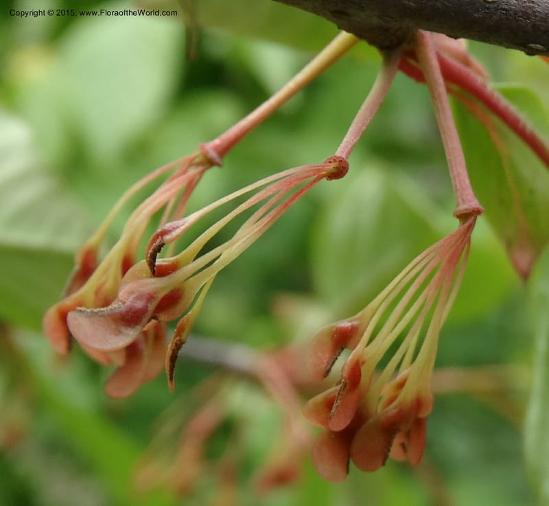 Euptelea pleiosperma, Boufford, D 43587--China. Sichuan. Tudiling Tunnel. 6 May 2014. DSC03860 (125).JPG