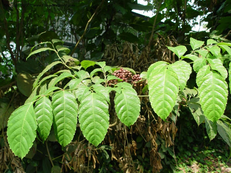 Leea guineensis--Cameroon. Limbe Botanic Garden. 4 Dec 03. 091.jpg