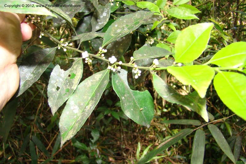 Ilex, Regalado 1765--Viet Nam. Thua Thien Hue Prov. Phu Loc Distr. Bach Ma. 13Apr 09. 627.jpg