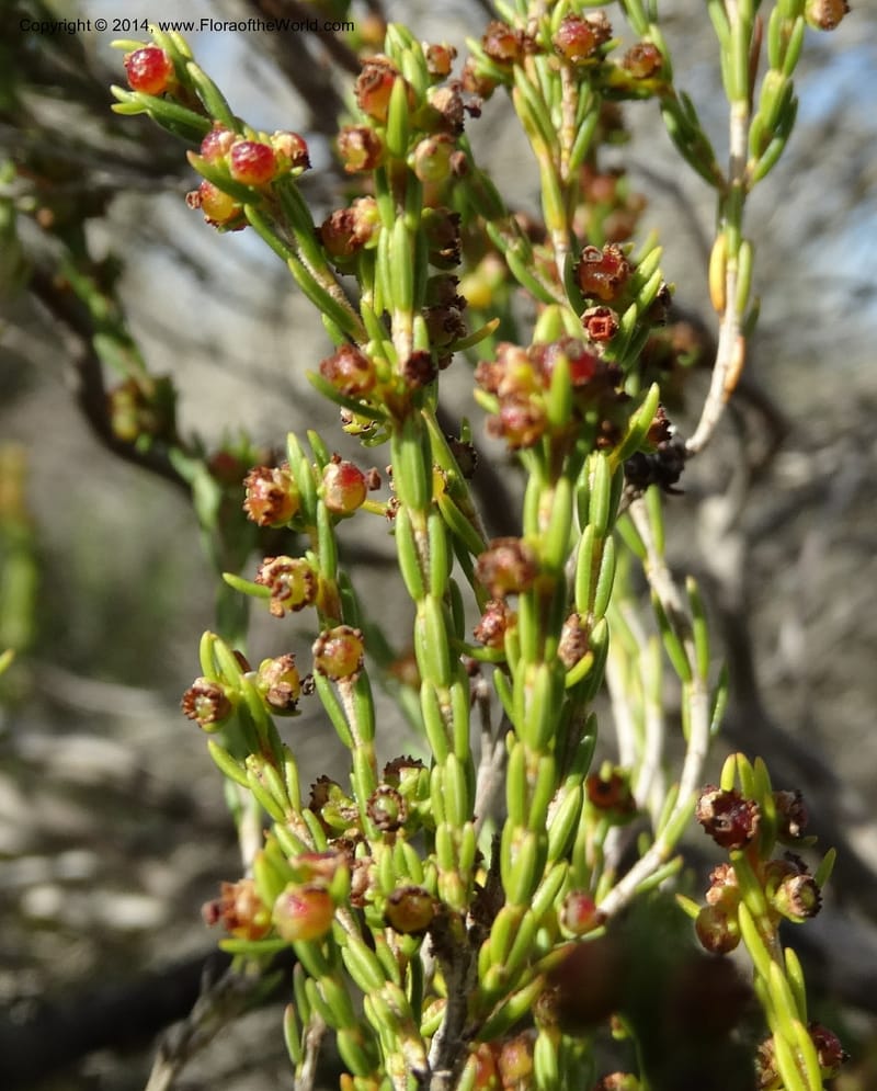 Erica, Davidson, C 12302B--South Africa. Western Cape. De Hoop Nature Res. 22 Jan 2014. DSC01681 (126).JPG