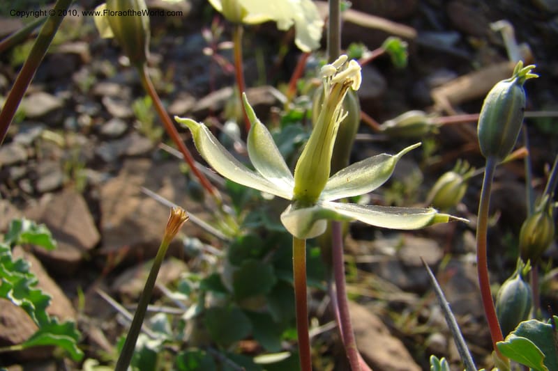 Monsonia crassicaule, C. Davidson 11553--South Africa. Northern Cape. Toward Gannabos. 25 Aug 09. 035 (4).jpg