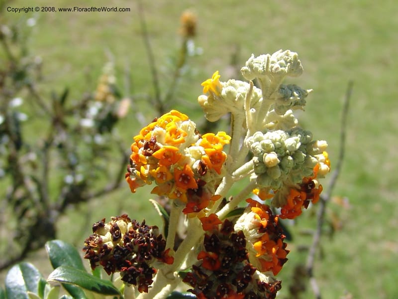 Buddleja coreacea--Bolivia. La Paz. Jardin Botanico La Paz. 3 Dec 04. 008.jpg