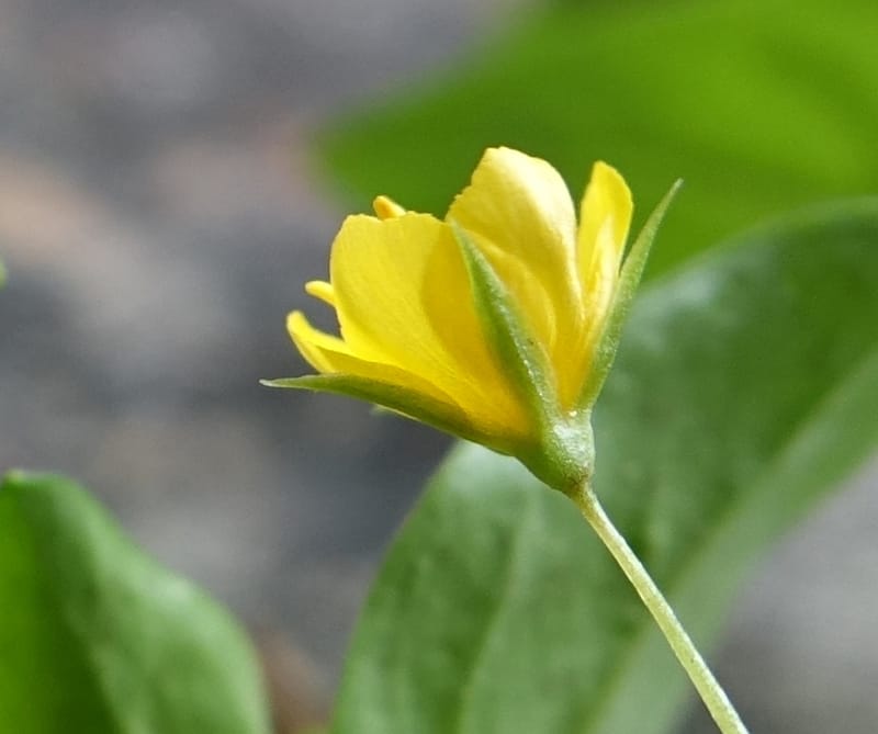 Lysimachia nemorum, Davidson, C 13258--Switzerland. Oberwald. Chapel St. Nikolas. 2 Jul 2016. DSC07728 (544).JPG