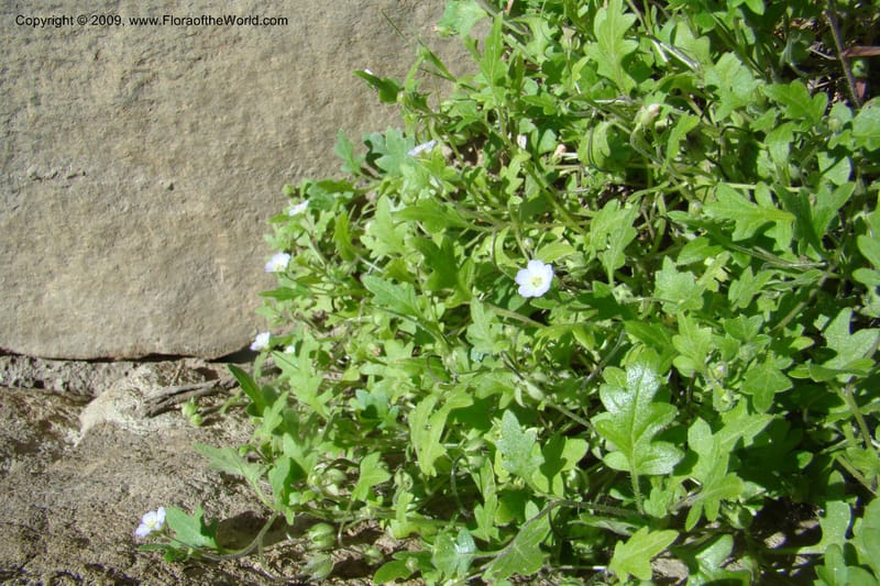 Nemophila kirtleyi, C. Davidson 11355--ID. Idaho Co. Salmon River Rd. 17 May 09. 186.jpg