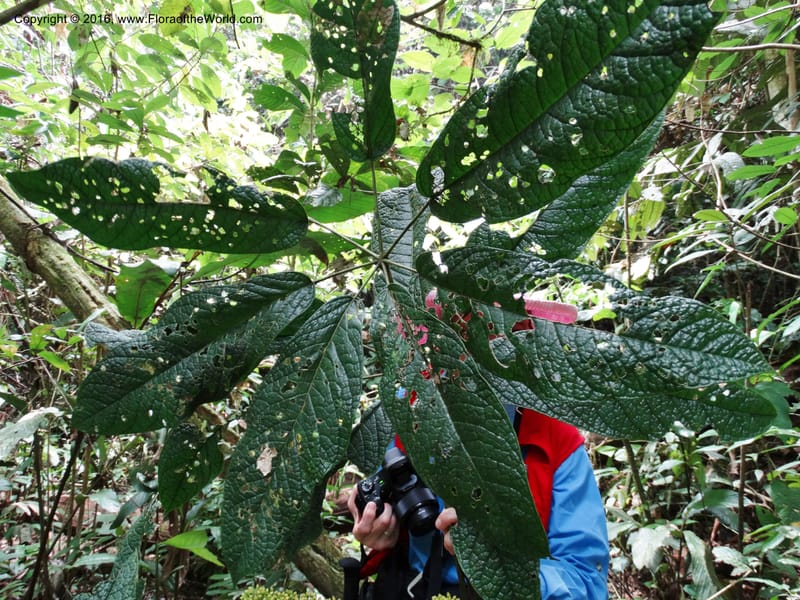 Schefflera, Davidson, C 12674--Sabah. Danum Valley. 4 Oct 2014. DSC01741 (198).JPG