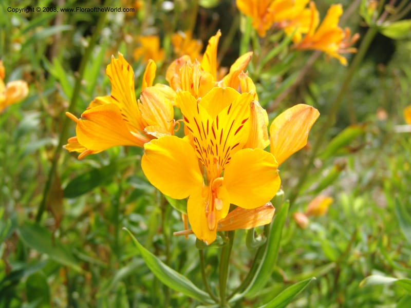 Alstroemeria aurantiaca, s.n.--CA. San Francisco Arboretum. 9 Aug 07. 577.jpg