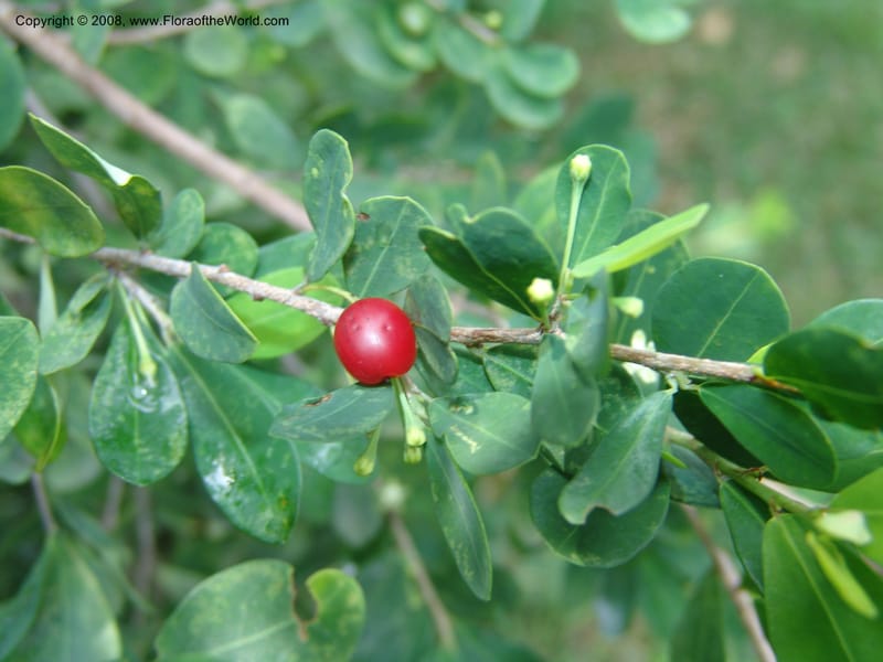 Erythroxylum delagoense--So. Africa. Lowveld Nat. Bot. Gard. 2. 14 Mch 05. 001.jpg