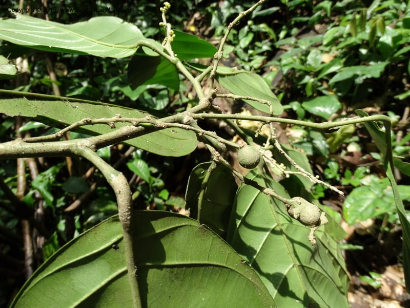 Octoknema, Davidson, C 12386--Cameroon. Bakengili Trail, Mt. Cameroon. 24 Mar 2014. DSC03587 (205).JPG