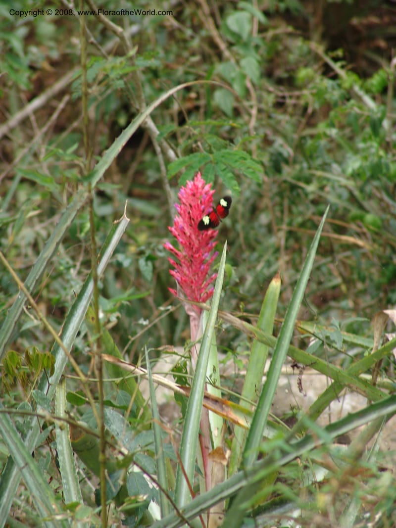 Aechmea distichantha, AAraujoM2910--Bolivia. F. Tamayo. W of Apolo. Rio Machariapu. 17 Sep 06.  238.jpg