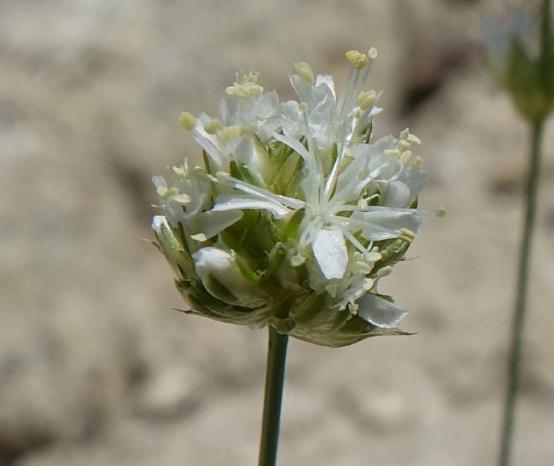 Eremogone congesta, C. Davidson 13712--ID. Boise Co. Scott Mtn. L.O. rd. 15 July 2017. DSC03279 (115).JPG