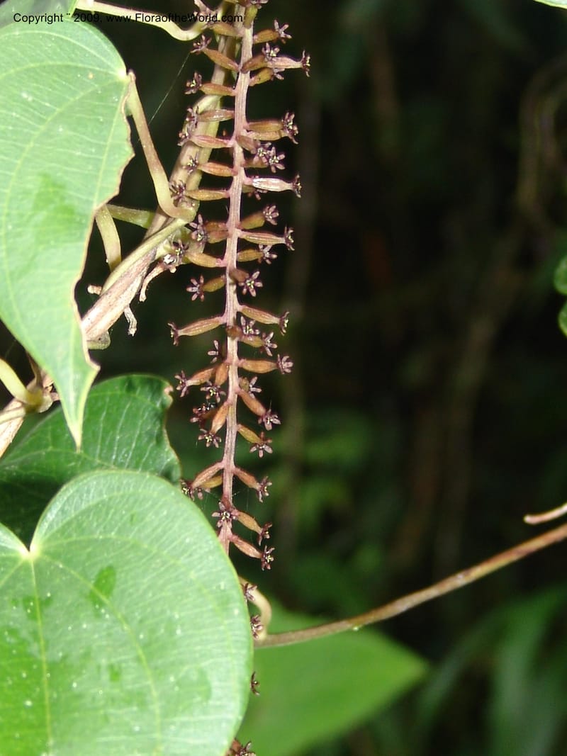 Dioscorea, Croat94641--Ecuador. Prov. Pichincha. Nono-Tandayapa. 14 Feb 05. 281.jpg
