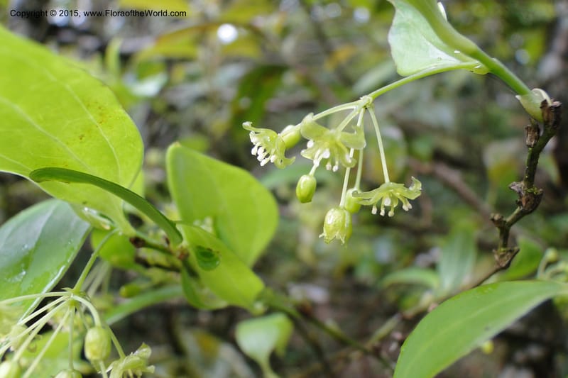 Heterosmilax, Regalado 1777--Viet Nam. Ban Khoang Commune. 4 May 2011. 136.jpg