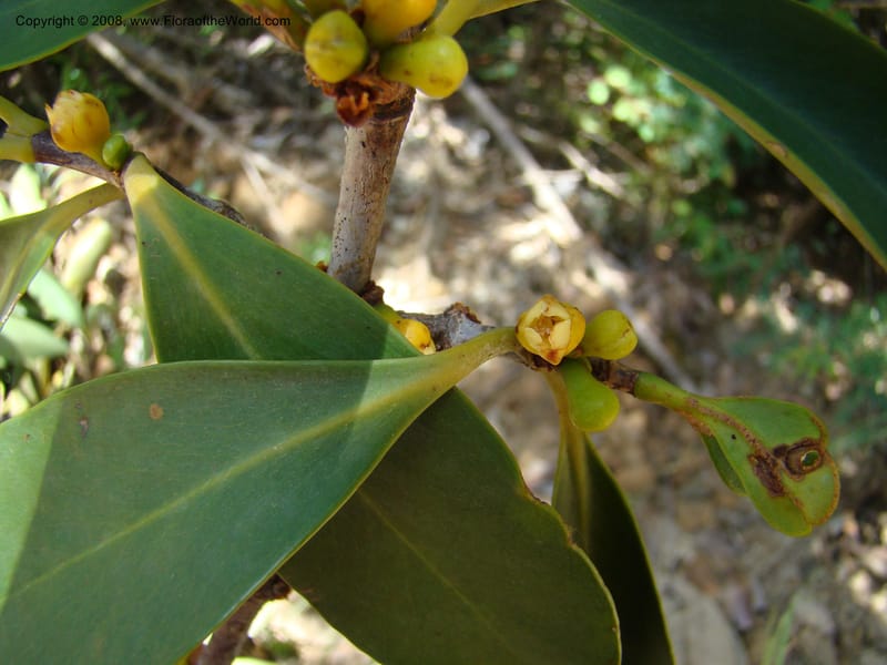 Garcinia neglecta, JMunzinger4669--N.Caled. Dumbea Dam in Dumbea Riv, S of Noumea. 11 Nov 07. 254.jpg