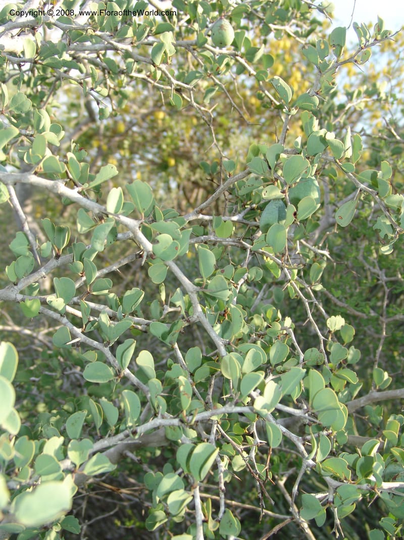 Ximenia perrieri, Z.Rogers865A--Madag. Prov. Toleara. La Table. 14 Jan 06. 145.jpg