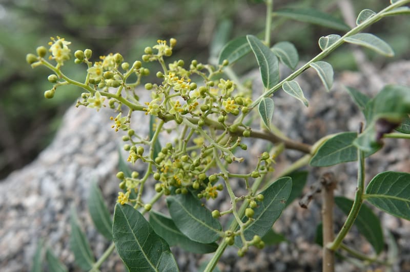 Schinus areira, Fortunato 13200--Argentina. Hwy 150 S of San Augustin. 9 Feb 2018. DSC09845 (72).JPG