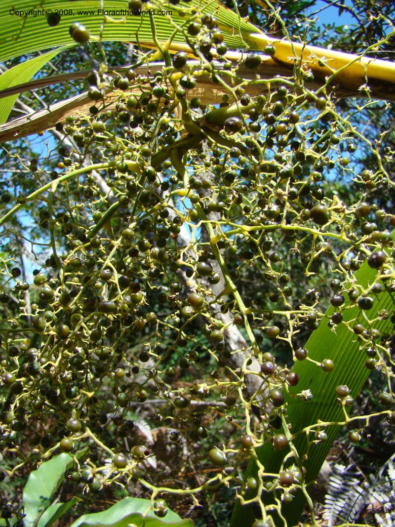 Joinvillea, JMunzinger4656--N.Caled. Dumbea Dam in Dumbea Riv, S of Noumea. 11 Nov 07. 092.jpg