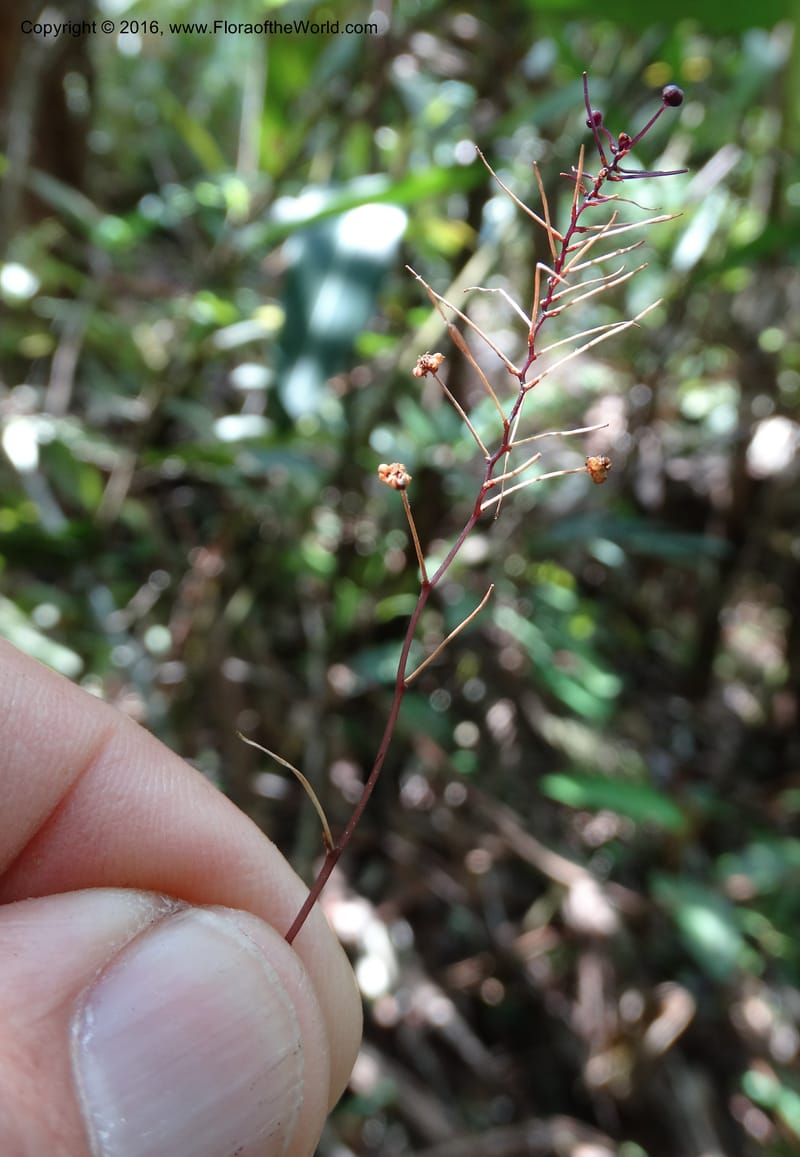 Sciaphila, Davidson, C 12754--Sabah. Hampuan FR. 13 Oct 2014. DSC04689 (22).JPG