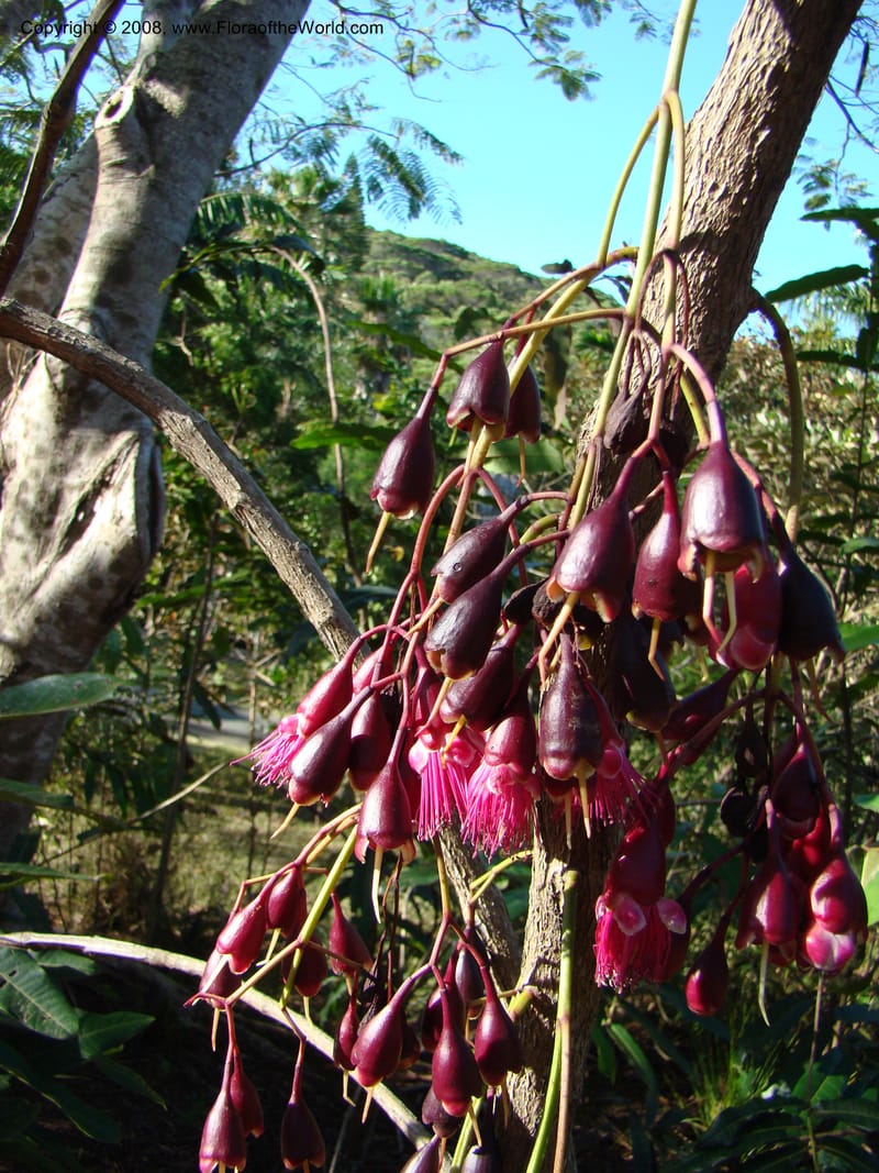 Syzygium--N.Caled. Parc Zool. & Forest., Noumea. 10 Nov 07. 027.jpg