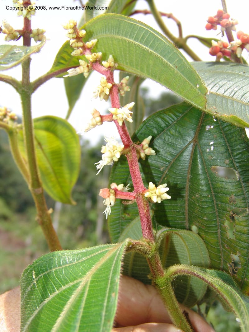 Miconia nervosa, AAraujoM2998--Bolivia.  Apolobamba Nat. Pk. Ilipana. 19 Sep 06. 117.jpg