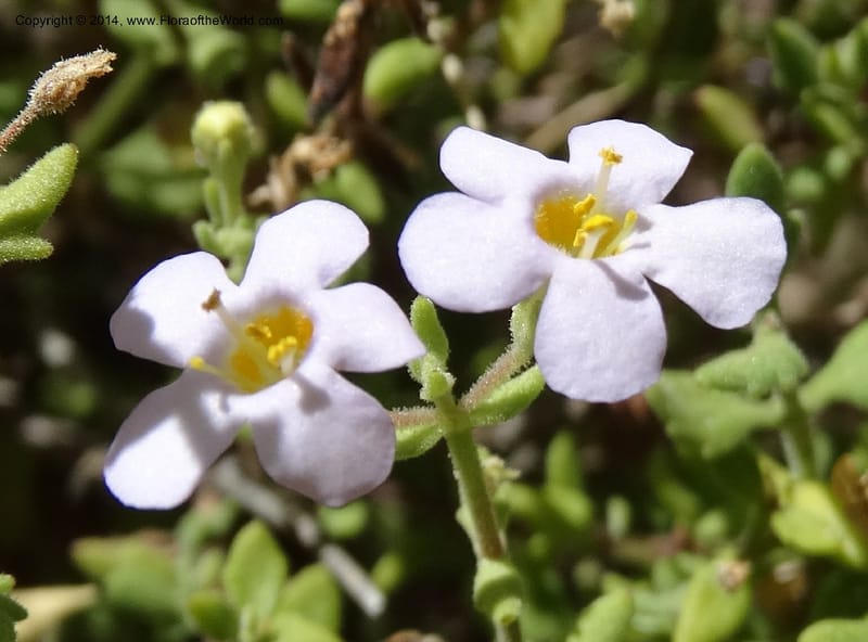 Sutera hispida, Davidson, C 12260--South Africa. Western Cape. Swartberg Pass Rd. 19 Jan 2014. DSC00537 (58).JPG