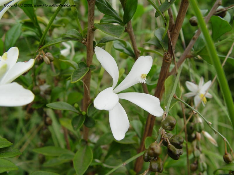 Turraea obtusifolia--So. Africa. Durban Bot. Gard. 3 Oct 03.086.jpg