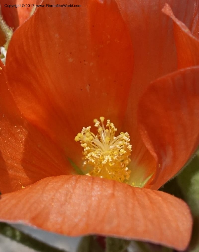 Sphaeralcea ambigua var. rugosa, Davidson, C 13113--California. Inyo Co. N. Death Valley Rd. Stop 1. 18 Apr 2016.  (33).JPG