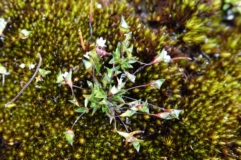 Phyllangium paradoxum, Davidson, V 13496--Australia. W. A. Two People's Bay Nat. Res. 29 Oct 2016. DSC06475 (98).JPG